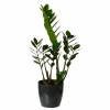 Zamioculcas + Cachep Antracite