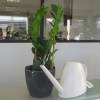 Zamioculcas + Cachep Antracite