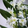 Dendrobium Branca + Cachep Branco