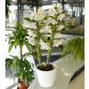 Dendrobium Branca + Cachep Branco