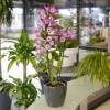 Dendrobium Malva + Cachep Antracite