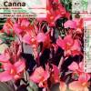 Cancea 'Pink Furority'