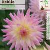 Dália Cacto 'Melody Gipsy'