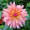 Dália Cacto 'Melody Gipsy'