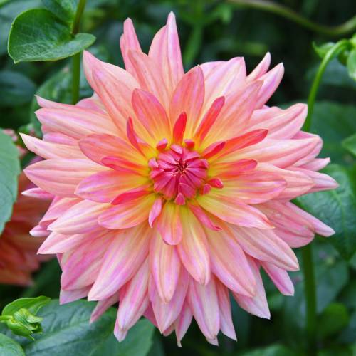 Dália Cacto 'Melody Gipsy'