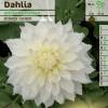 Dlia Decorativa 'White Perfection'