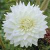 Dlia Decorativa 'White Perfection'