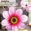 Dália Miniatura cor de rosa