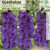 Gladolo 'Purple flora'