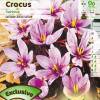 Crocus Aafro - Crocus Sativa