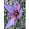 Crocus Aafro - Crocus Sativa