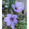 Crocus Aafro - Crocus Sativa