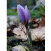 Crocus Aafro - Crocus Sativa