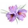 Crocus Aafro - Crocus Sativa