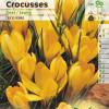 Crocus de flor amarela