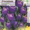 Crocus 'Grand Maitre'