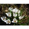 Crocus 'Jeanne d'Arc'