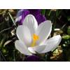 Crocus 'Jeanne d'Arc'