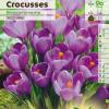 Crocus 'Remmerbranche'