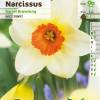 Narciso de trombeta 'Barret Browning'