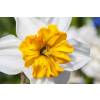 Narciso de trombeta 'Barret Browning'