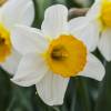 Narciso de trombeta 'Barret Browning'