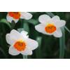 Narciso de trombeta 'Barret Browning'