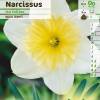 Narciso de trombeta 'Ice Follies'