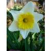 Narciso de trombeta 'Ice Follies'