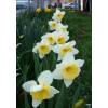 Narciso de trombeta 'Ice Follies'