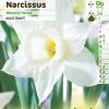 Narciso de trombeta 'Mount Hood'