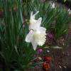 Narciso de trombeta 'Mount Hood'