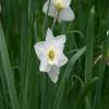 Narciso de trombeta 'Mount Hood'