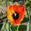 Tlipa Darwin 'Apeldoorn Beauty'