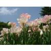 T�lipa dobrada tardia 'Finola'