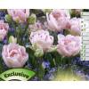 T�lipa dobrada tardia 'Finola'