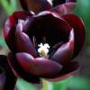 Tlipa tardia 'Queen of the Night'