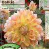 Dlia Decorativa 'Peaches and Cream'