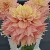 Dlia Decorativa 'Peaches and Cream'