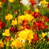 Bolbos Freesias preo barato - Fim de temporada