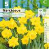 Narcissus pseudonarcissus obvallaris