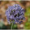 Alho decorativo Azul - Allium Caeruleum Azureum