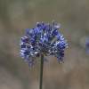 Alho decorativo Azul - Allium Caeruleum Azureum