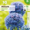 Alho decorativo Azul - Allium Caeruleum Azureum