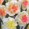 Narciso dobrado Macaron Bloss