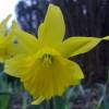 Narciso de trombeta amarelo