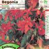 Begnia Bertinii laranja-vermelho