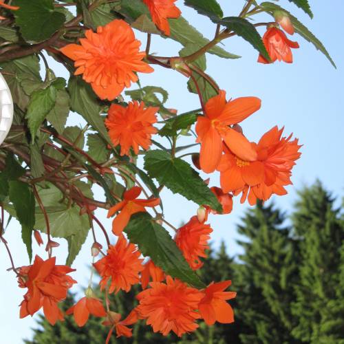 Begónia Pendente Laranja : venda Begónia Pendente Laranja /