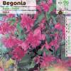 Begnia Pendente Cor-de-Rosa