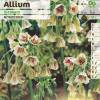 Alho decorativo da Siclia - Allium Siculum